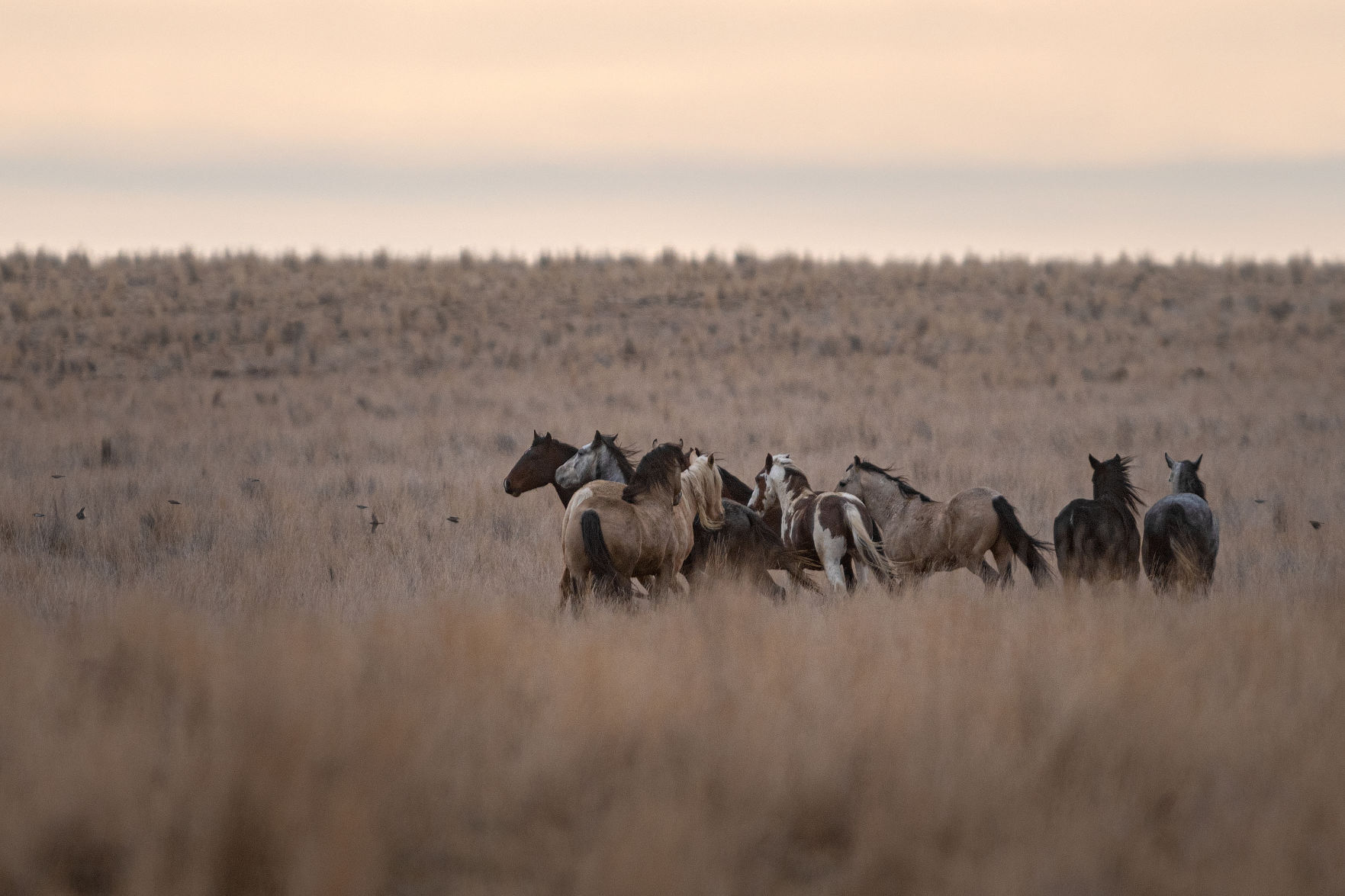 BLM releases 11 horses back into the wild